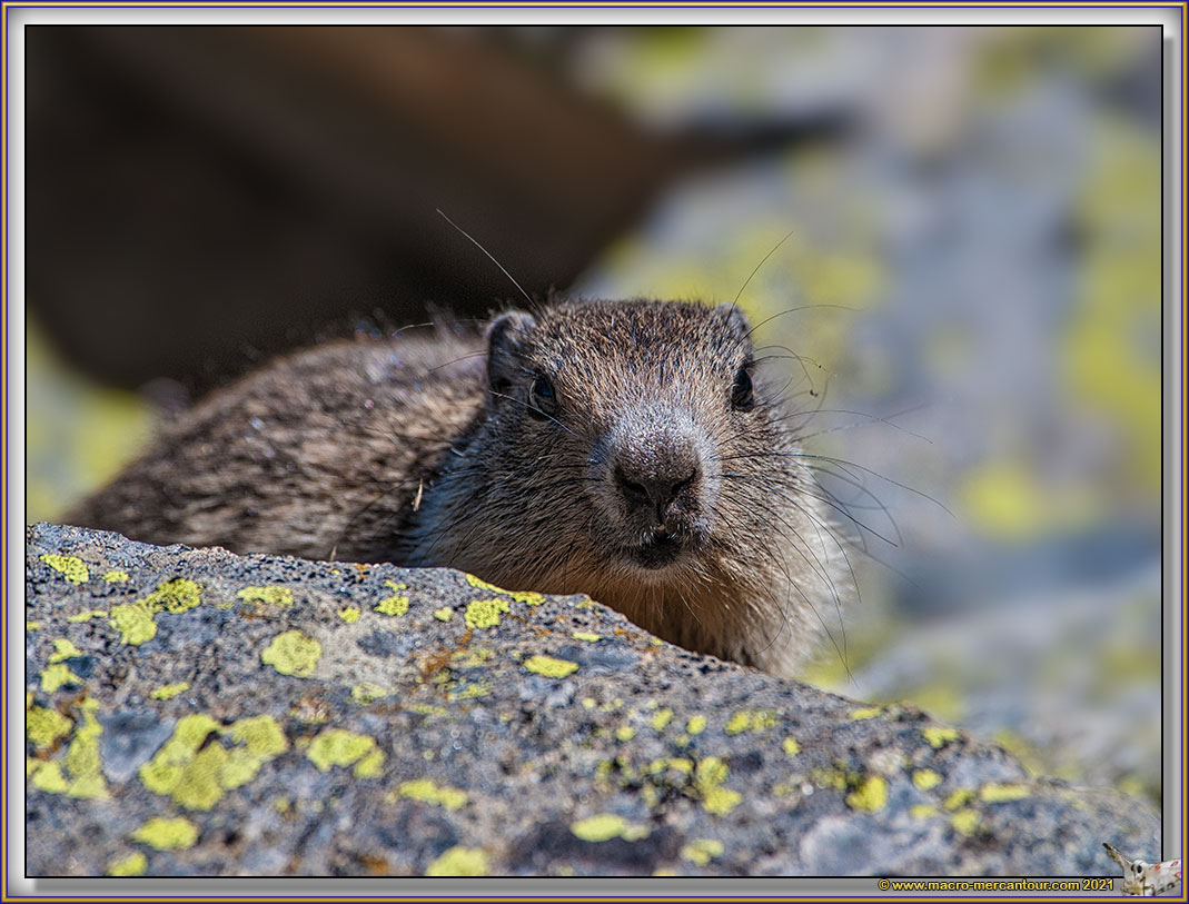 MARMOTTES